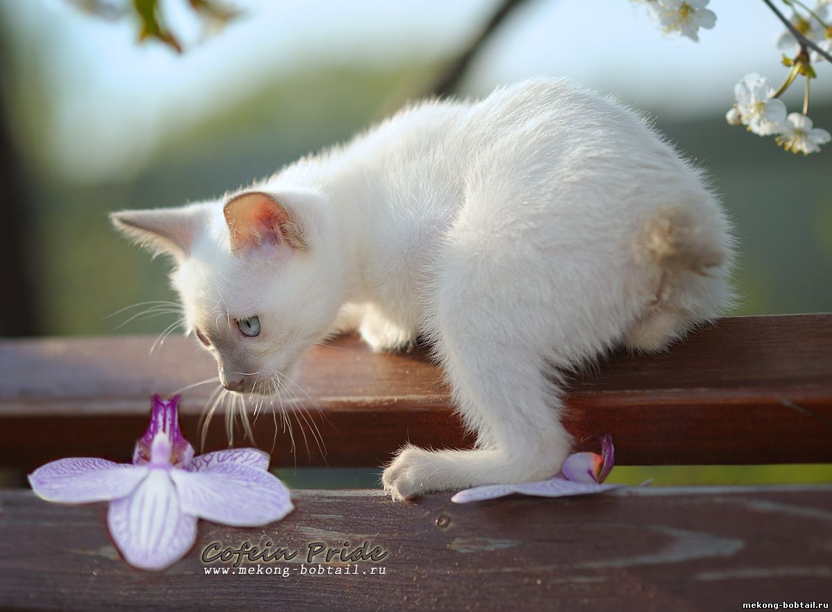 lilac point kitten