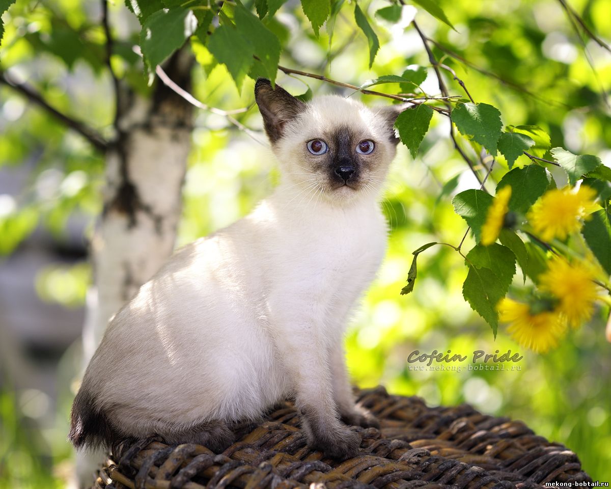 bobtail kitten for sale