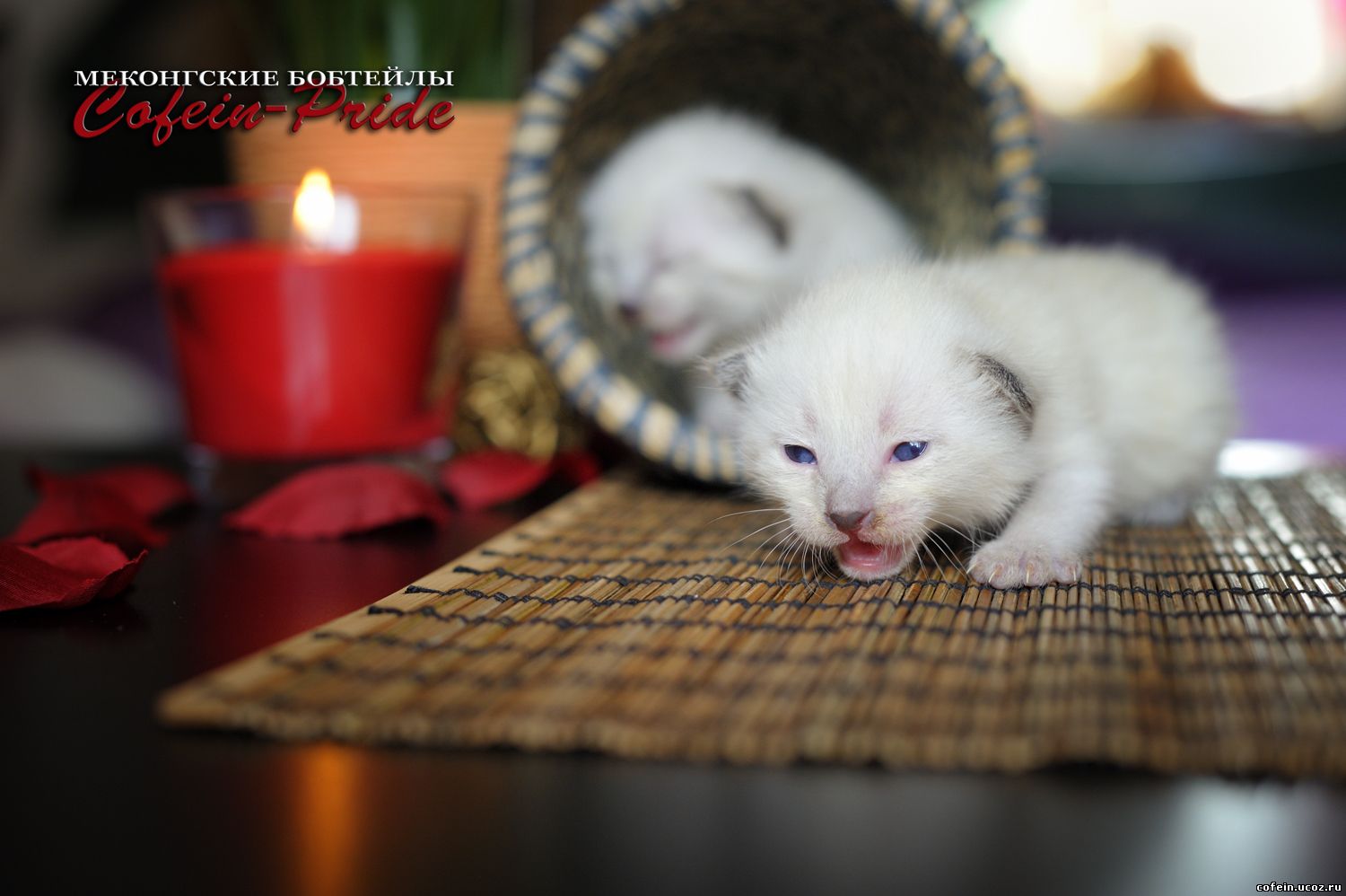 меконгский бобтейл, котятам 7 дней, питомник Кофеин-Прайд