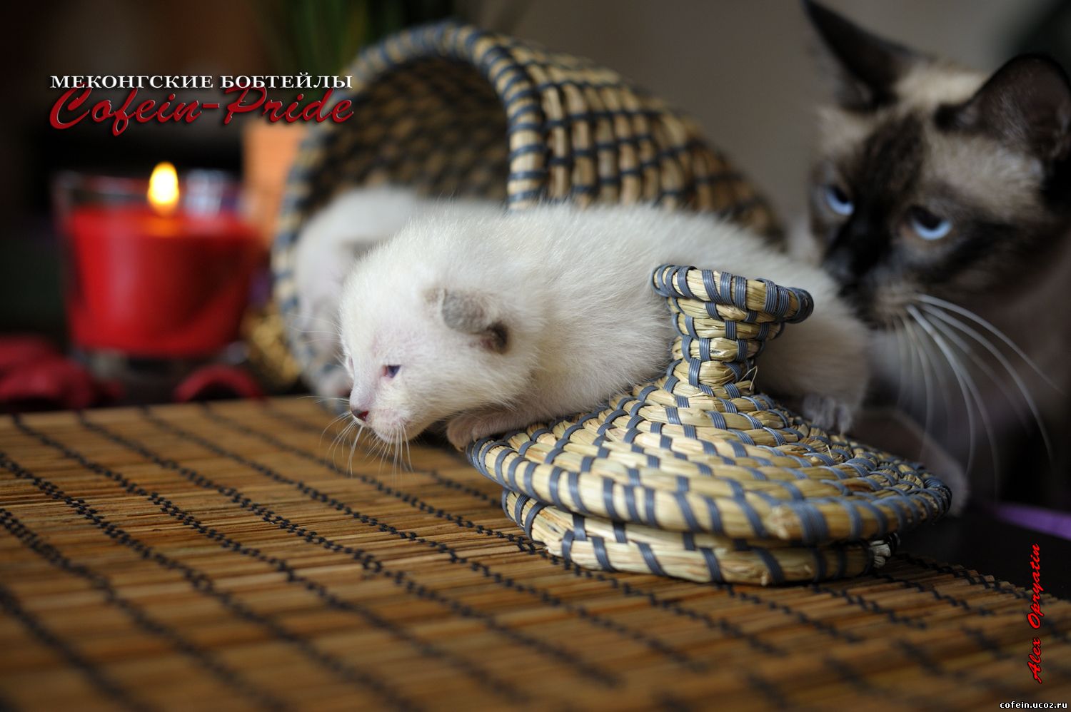 mekong bobtail kittens
