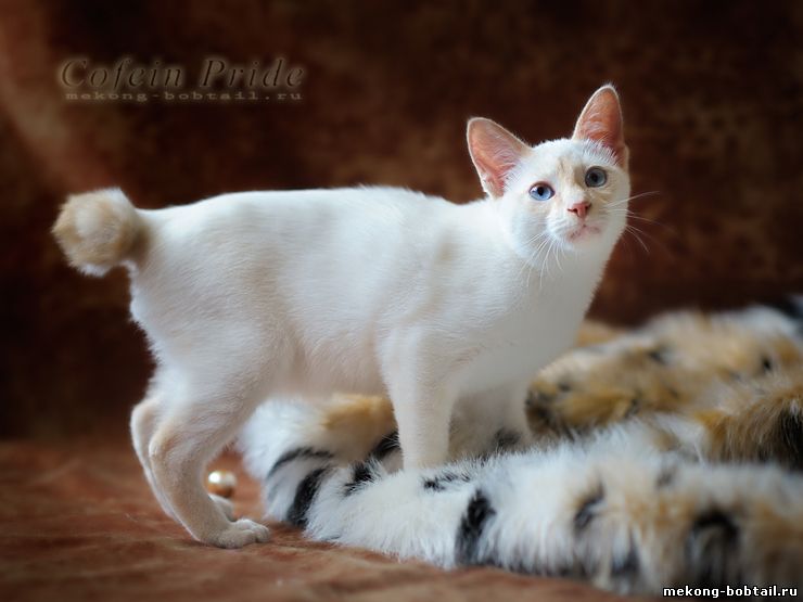 продажа котят меконгского бобтейла