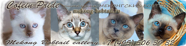 Меконгский бобтейл, питомник Кофеин-Прайд. Все окрасы. Котята.