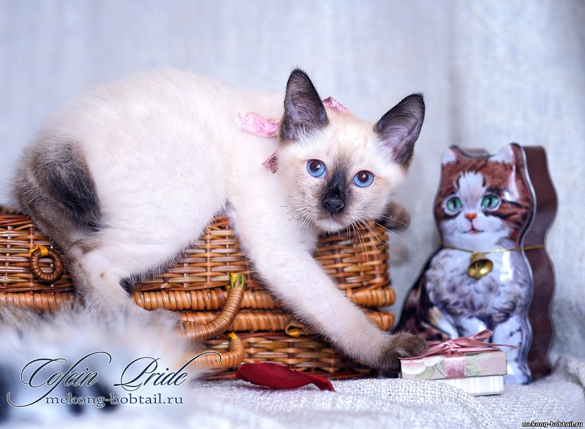 bobtail kittens for sale