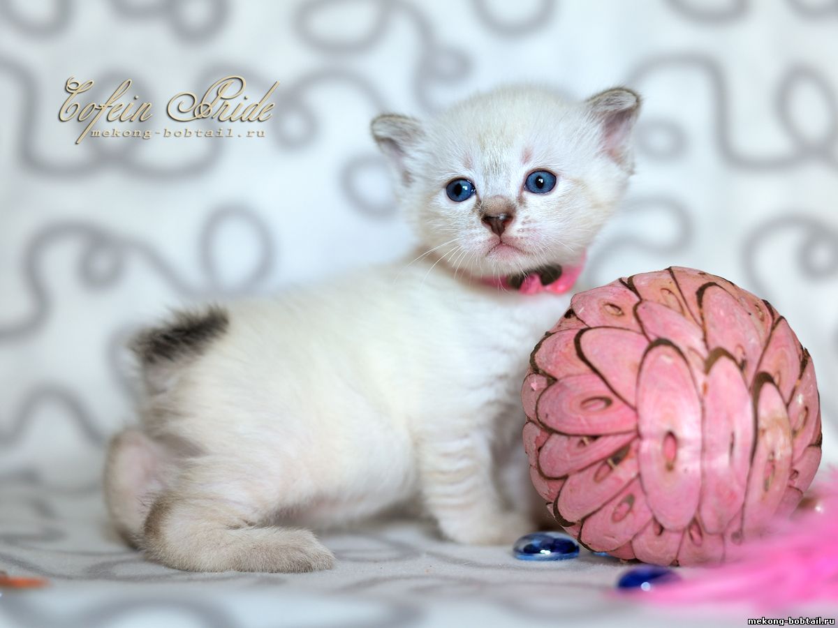 bobtail kittens available