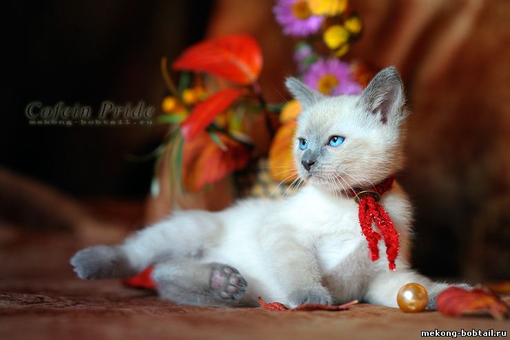 bobtail kittens for sale